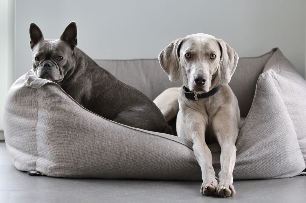 Two dogs lying on a soft pet bed with a removable fabric cover, the part that goes in the washing machine