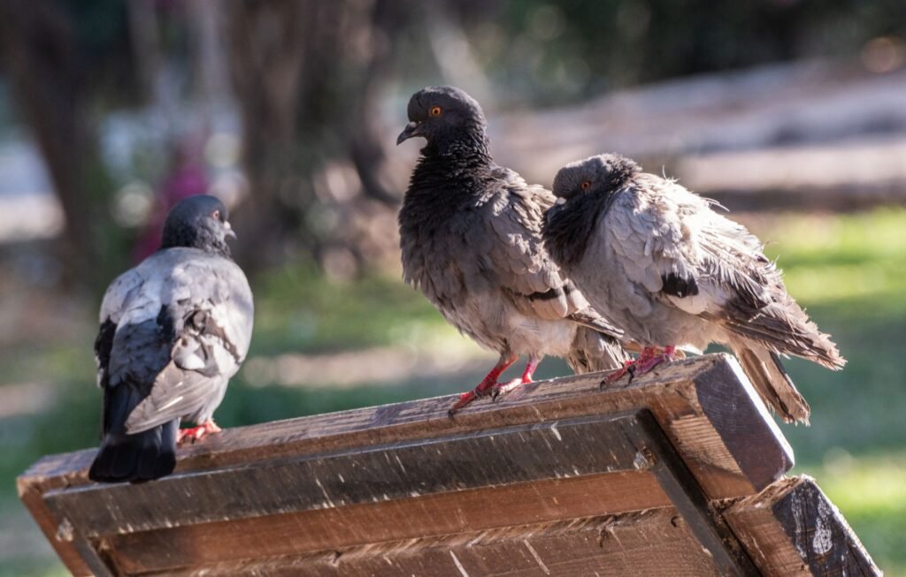 Three pigeons perched along the back rail of a weathered wooden park bench in bright sunlight
