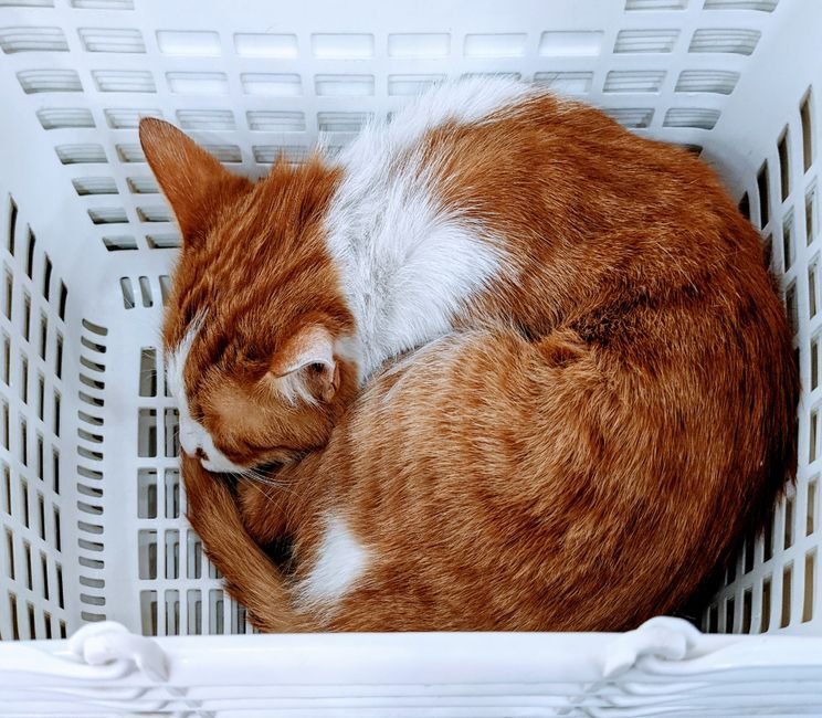 A ginger and white cat curled up asleep inside an empty white plastic laundry basket, seen from above