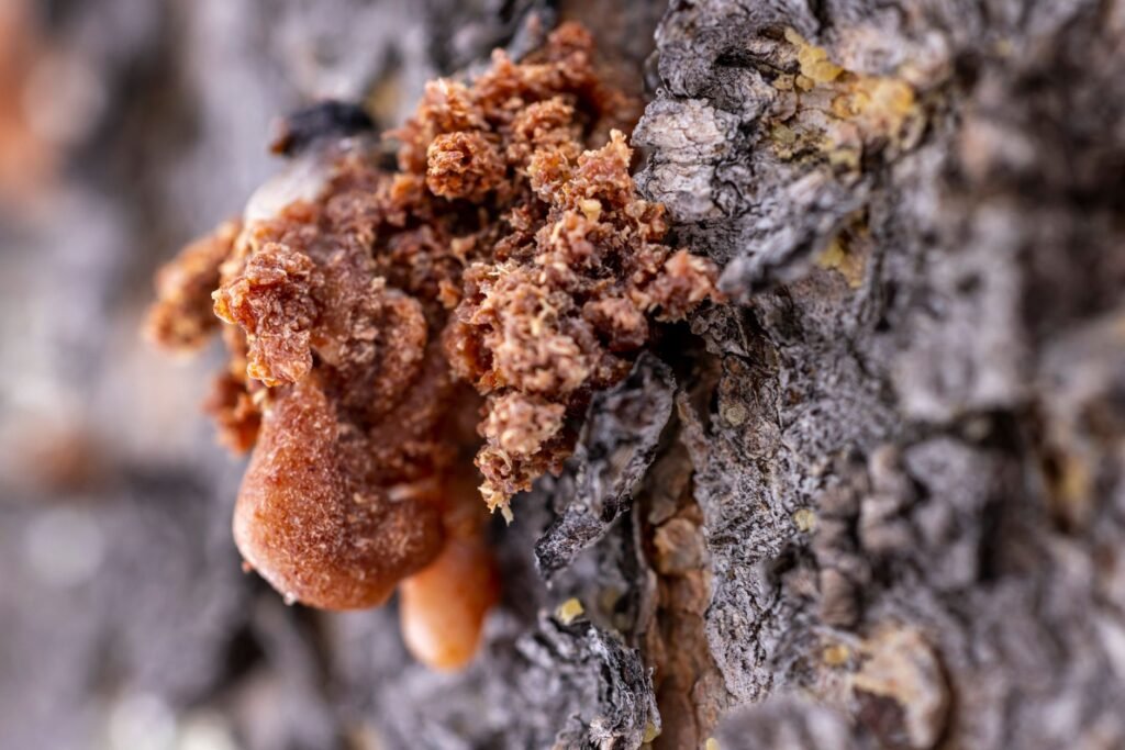 Close-up of hardened amber-brown resin crusted over a crack in rough grey pine bark