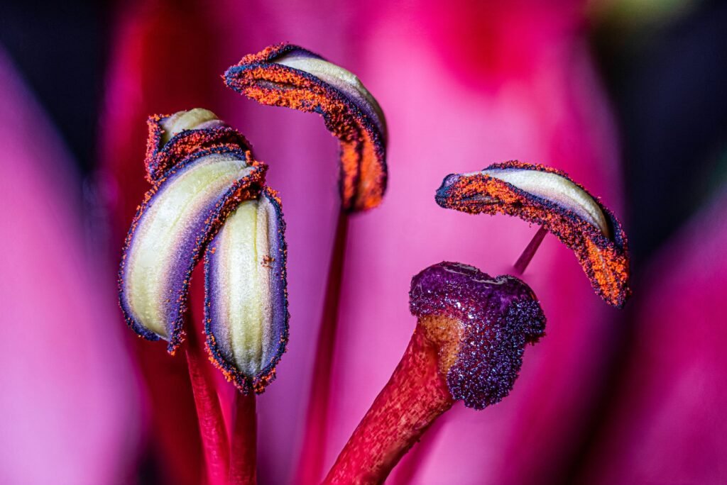Close-up of lily anthers heavily loaded with loose orange pollen grains against bright pink petals
